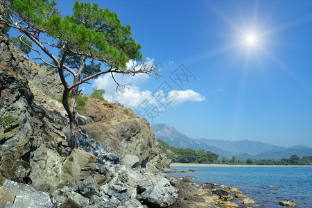 树在岩石的岸边生长图片