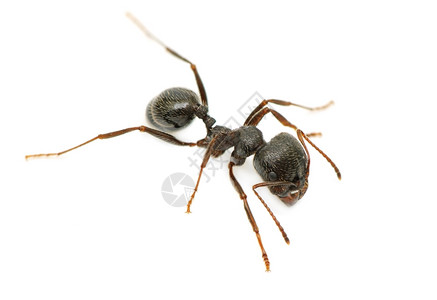 白色背景上孤立的黑蚂蚁图片