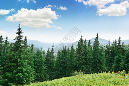 高山背景上美丽的松树图片