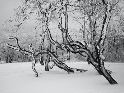 黑色和白的雪覆盖树木照片图片