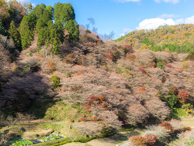 名古屋奥巴拉秋天的风景樱花春日秋朵图片