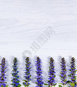 白木上的野蓝花在框架下半部分俯视图片