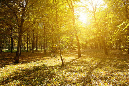 秋天公园的太阳光照耀图片