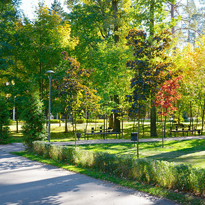 公园的秋天风景树林高清图片素材
