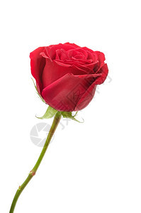 白色背景的红玫瑰孤立于白色背景图片