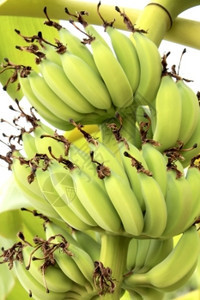 熟的香蕉树图片