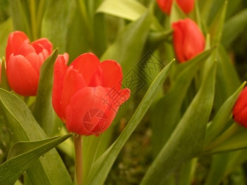 Tullip花瓣照片图片