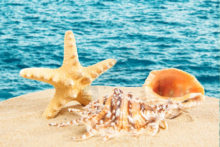 沙滩海星在上夏天图片