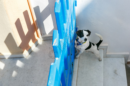 可爱的小白狗黑色斑点站在蓝栅栏附近在希腊圣托里尼岛奥亚或伊街的道上图片