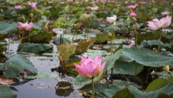 泰国Udonthani的红莲湖背景模糊鱼群照片图片
