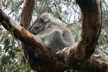保留公园中的澳大利亚KoalaBear图片