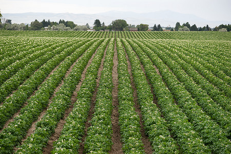 Idaho农业场种植的马铃薯厂各行长图片