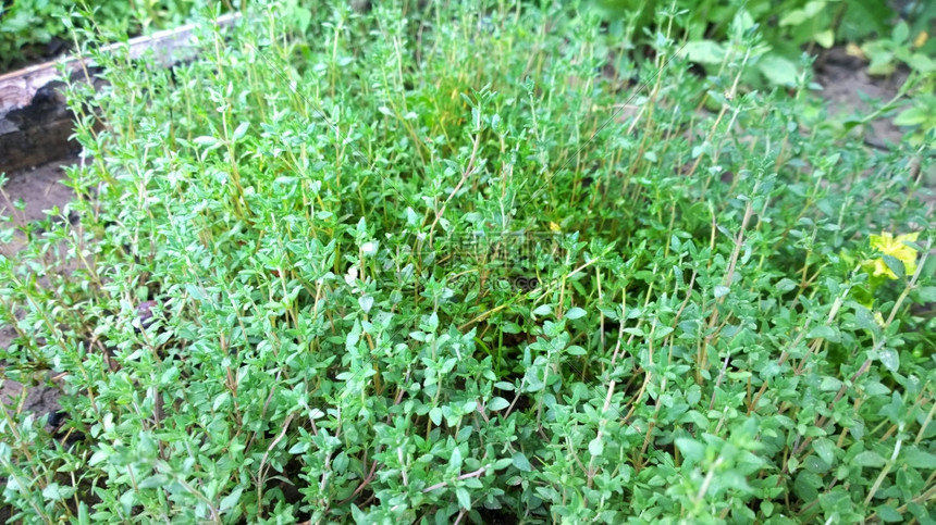 深惠植物图片