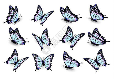 蓝色蝴蝶矢量元素图片