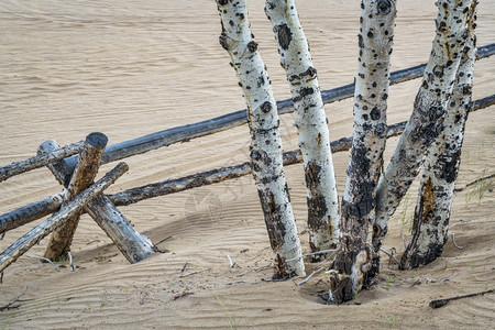 科罗拉多北沙丘的阿斯彭树和木栅栏背景图片