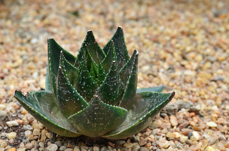 海湾旁的乐园里有近密的茂植物图片