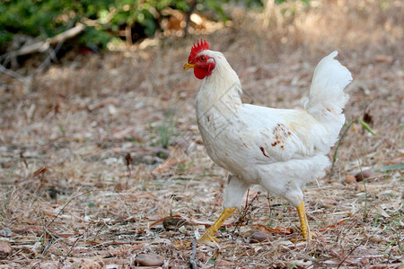 自然背景上的白色母鸡图像图片