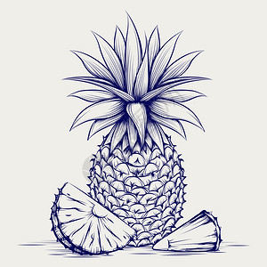 Ball笔素描菠萝Penpineapple孤立在灰色背景上Scarch矢量插图图片