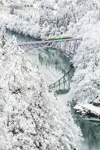 冬季风雪覆盖树木图片