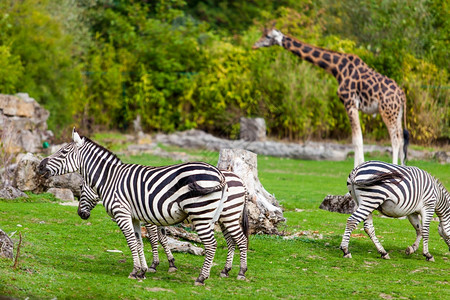 动物园绿公的斑马和长颈鹿图片