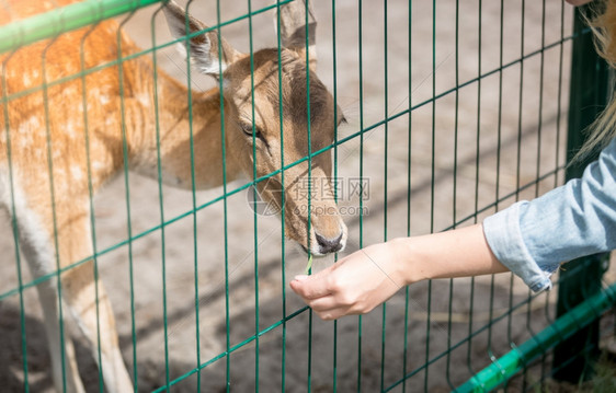 妇女通过围栏喂养鹿图片