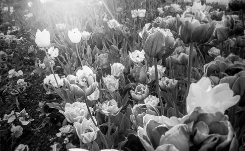在阳光明媚的白天在花棚上生长的黑色和白郁金香景图片