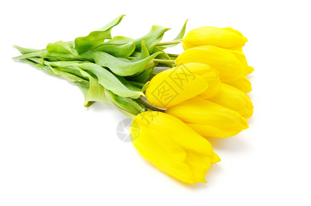 白色背景的黄郁金香背景图片