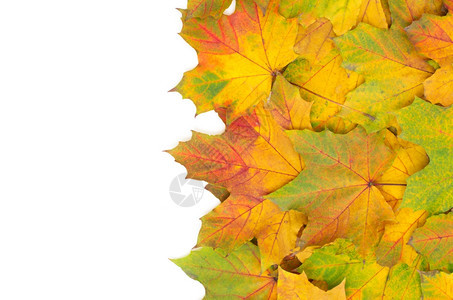 秋天的叶在白色上被孤立季节性的高清图片素材