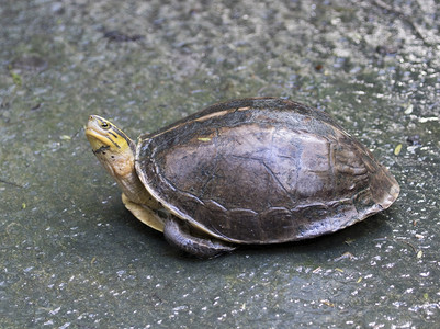 泰王国东部海龟的图象背景图片