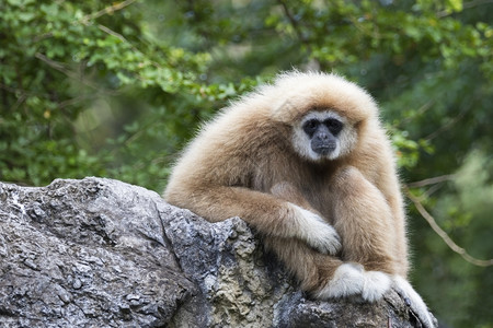 岩石上坐着的Gibbon图像图片