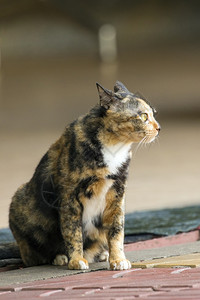 一只猫坐在混凝土地板上的照片图片