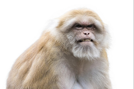 白色背景的棕瑞瑟猴子照片图片