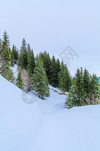 美丽的冬季风景雪覆盖树木图片