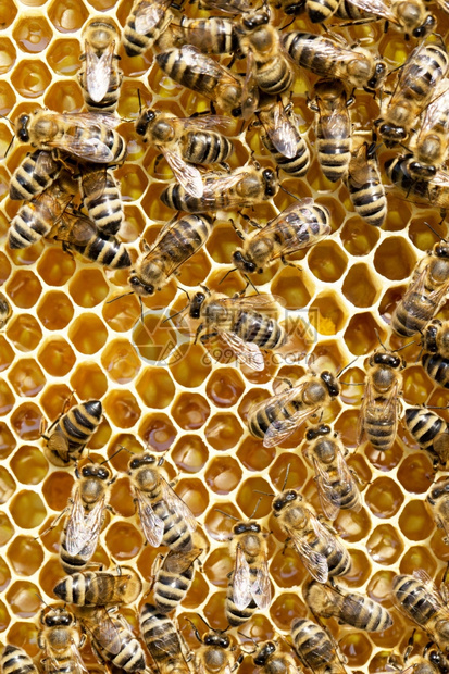 蜜蜂在窝中升温巢在中升温蜜在巢中升温在中升蜜在巢中升在中升在中升起在中升起图片