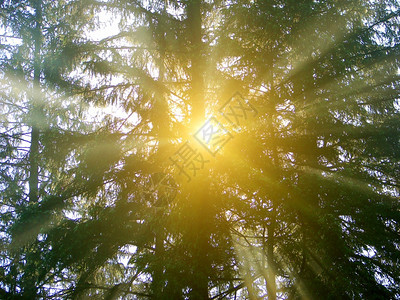 森林深处的阳光闪耀着美丽的光芒图片
