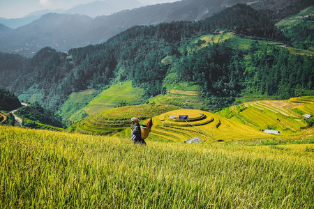 大米水稻在越南延拜MuCangChaiMuChai和稻田的农民背景