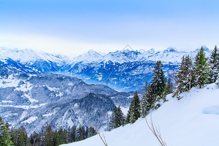 美丽的冬季风景雪覆盖树木图片