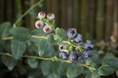 蓝莓在灌木丛中熟股票照片图片