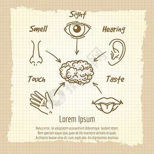 人类感官器简介年刊海报图片