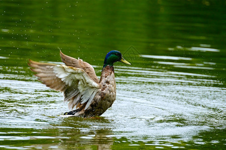 野鸭在湖中游泳背景图片