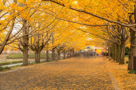 日本东京秋季的街道图片