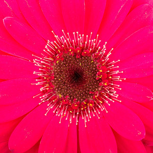 白背景的粉红热培拉花朵图片