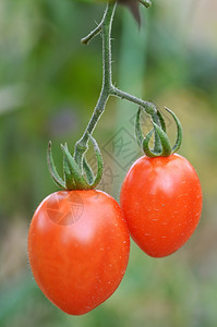 新鲜红西番茄在温室中成熟图片