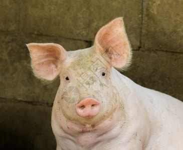 名花有猪农场里有只猪的照片农场里有只猪背景