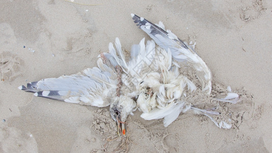死鸟在海滩上荷兰鸥图片