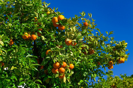 柑橘树的果实图片