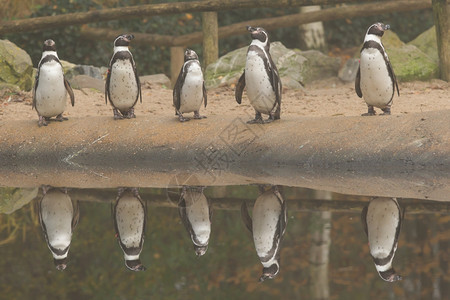土丘动物园中悍马企鹅的行图片