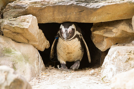 非洲企鹅在动物园的巢中图片