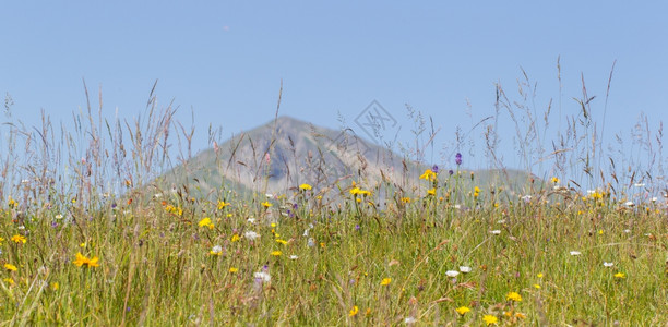 瑞士阿尔卑斯山鲜花和峰的典型景象图片