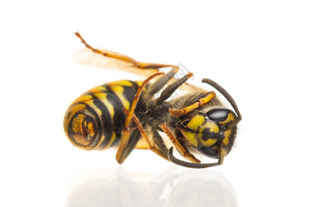白孤立的死黄蜂Vespula粗俗的宏图片